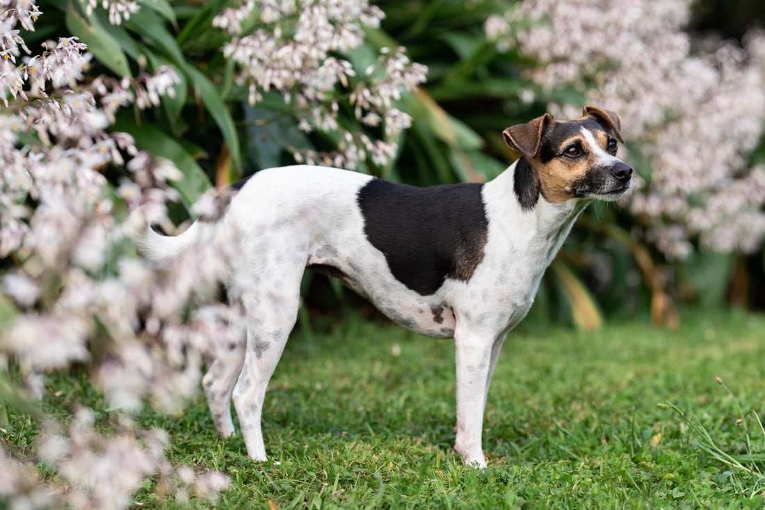 'Tis the Season: Planning Ahead for Your Dog's Holiday Health