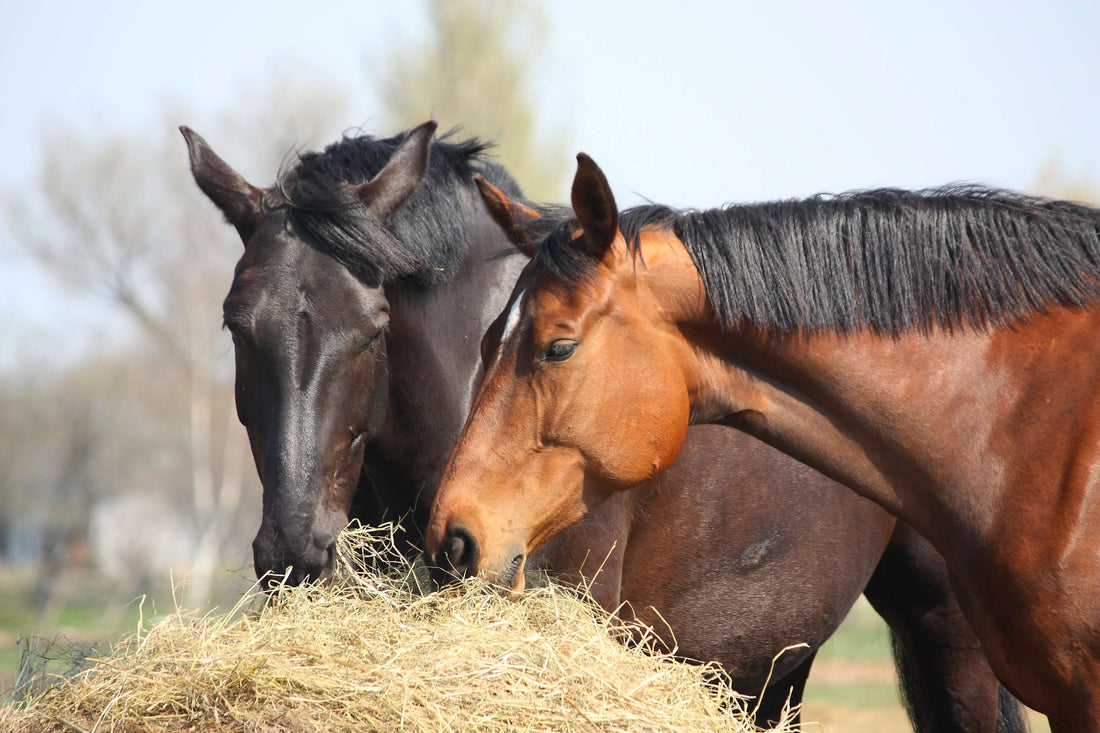 The Comprehensive Guide To Hay For Your Horse (updated 2022)
