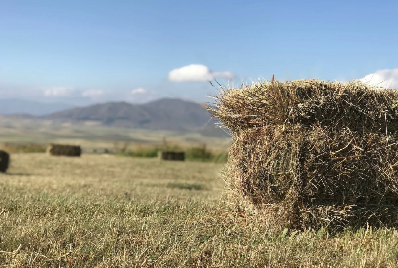 WA’s Forage Frustration: Finding the Alternatives