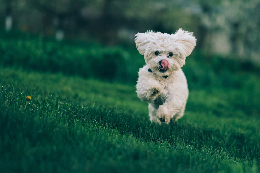 FAQs for dog gut health