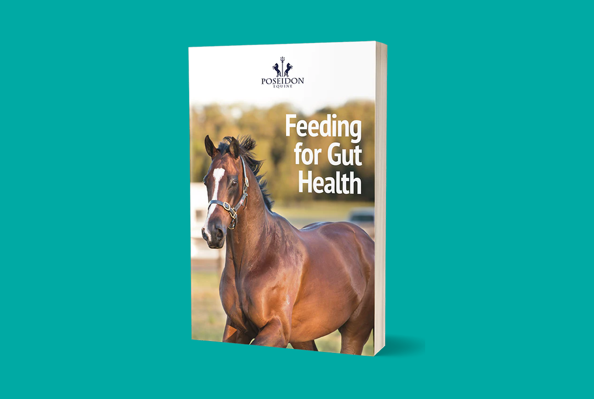 Feeding your horse for gut health. Digestive Health Support for Horses