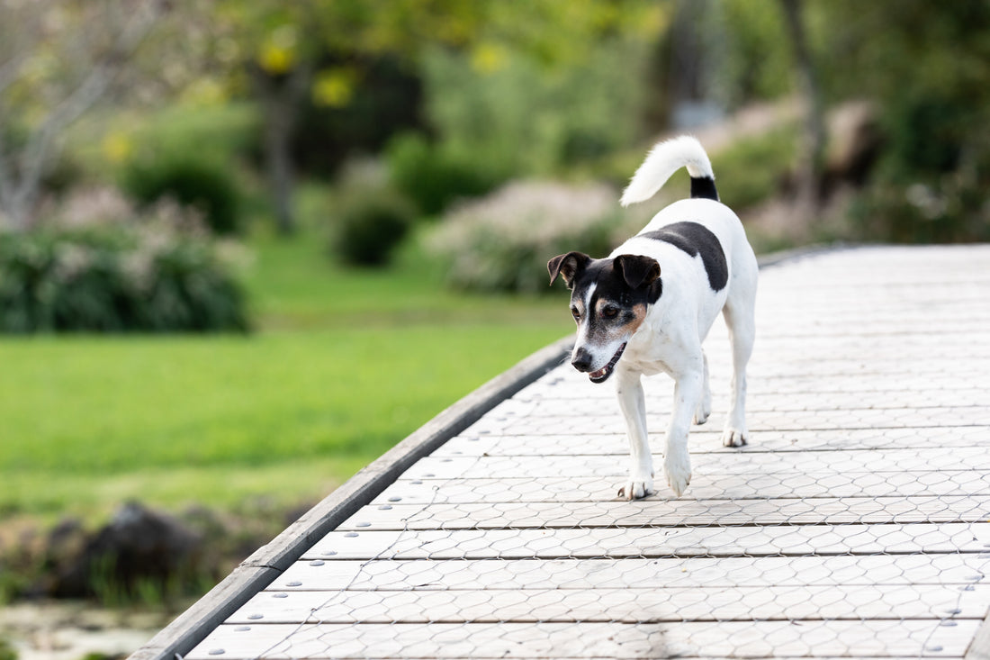 The Intricate Connection: How Stress Impacts Your Dog's Gut Health