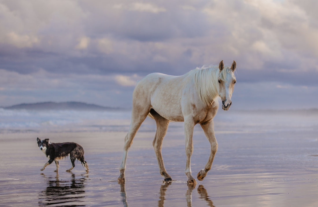 Poseidon Equine & Poseidon Canine are now Poseidon Animal Health