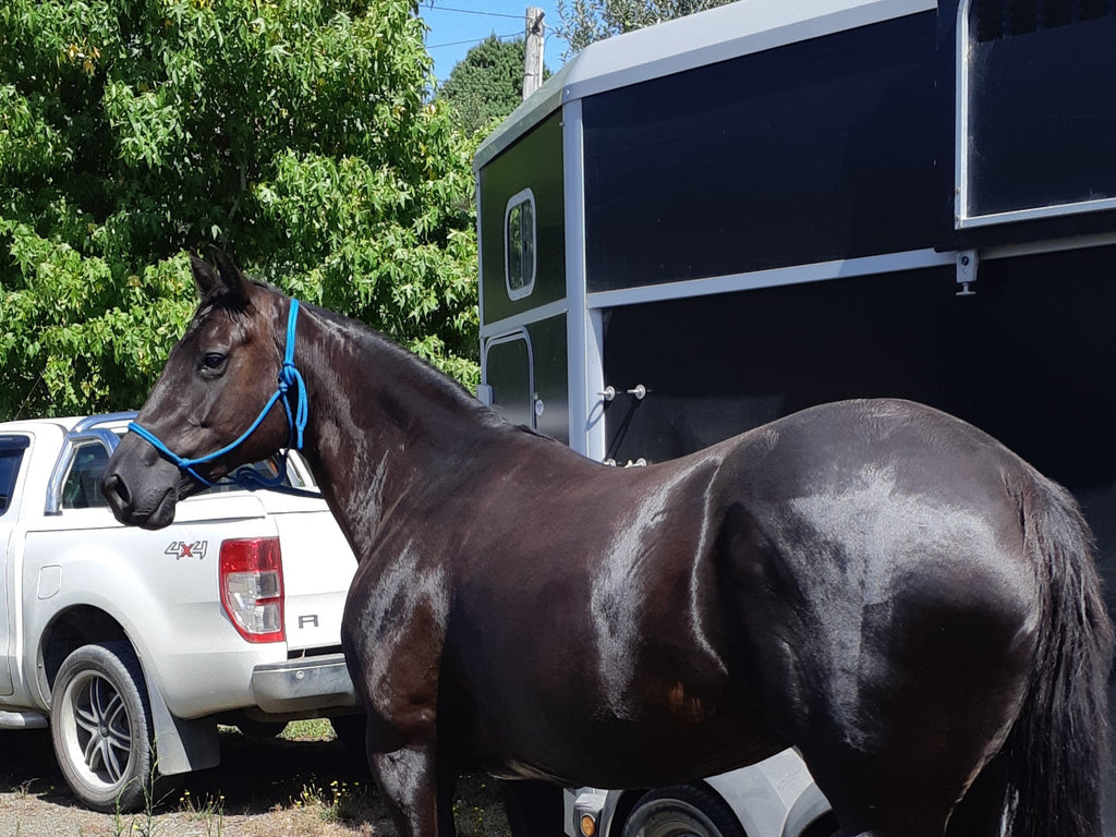 Travel is Stressful for Horses… and there can be Serious Consequences.