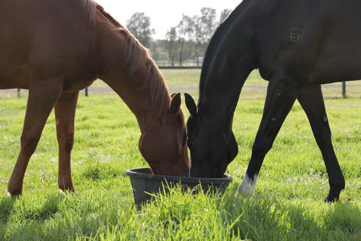 Offseason is the perfect time to get your Horse's Gut healthy