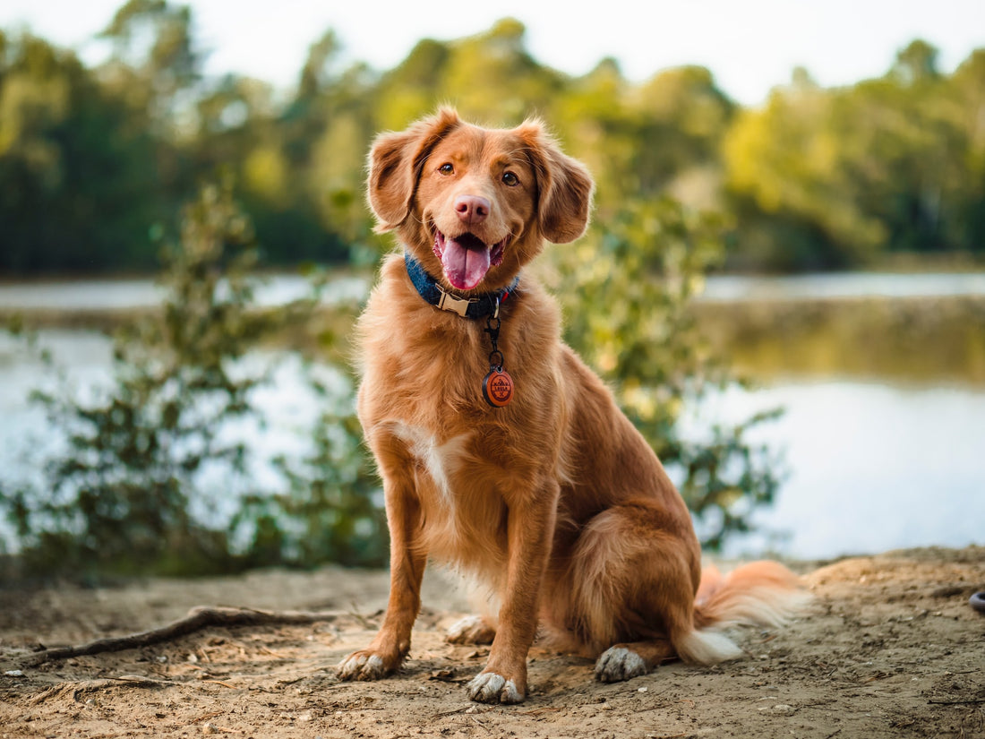 Where the magic happens - The active ingredients in Digestive K9