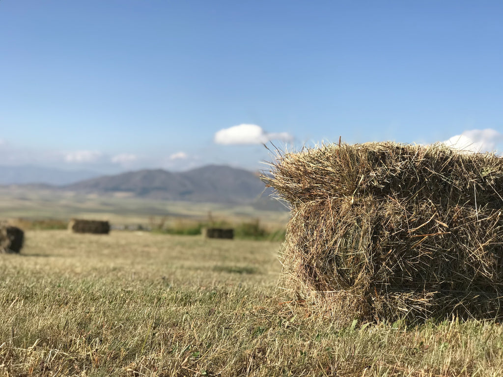 I can’t get low sugar hay for my horse - now what?
