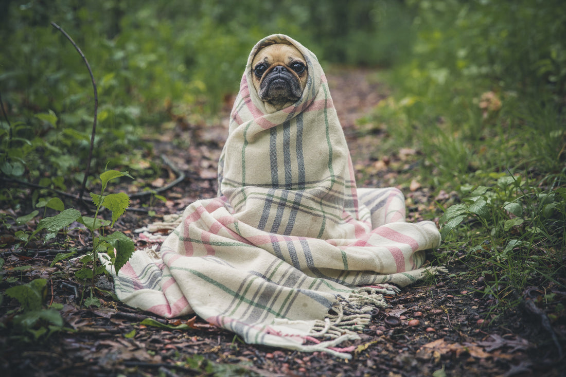Anxiety in Dogs