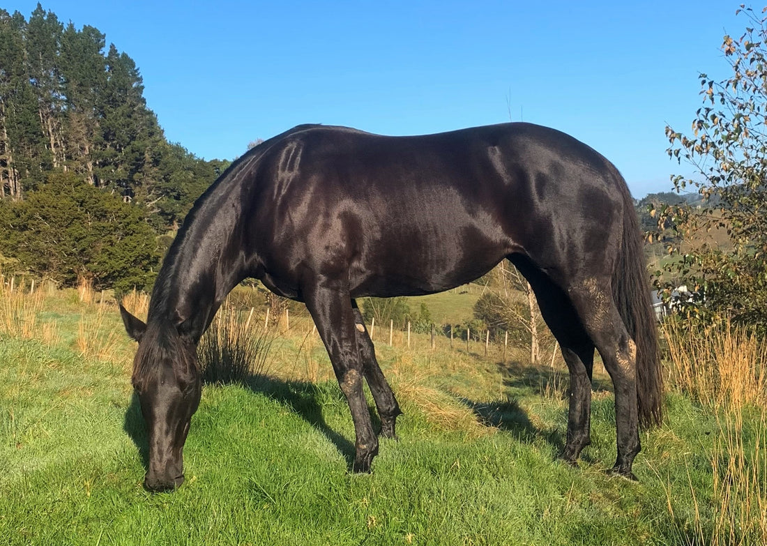 Nutrition-driven gut health for the win over mud fever
