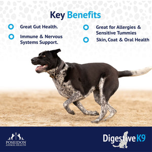 Digestive K9 Powder - Poseidon Animal Health