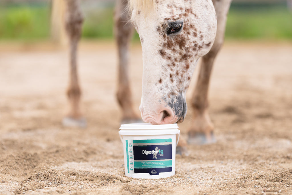 The Hoof Gut Connection: The Link Between Digestive & Hoof Health