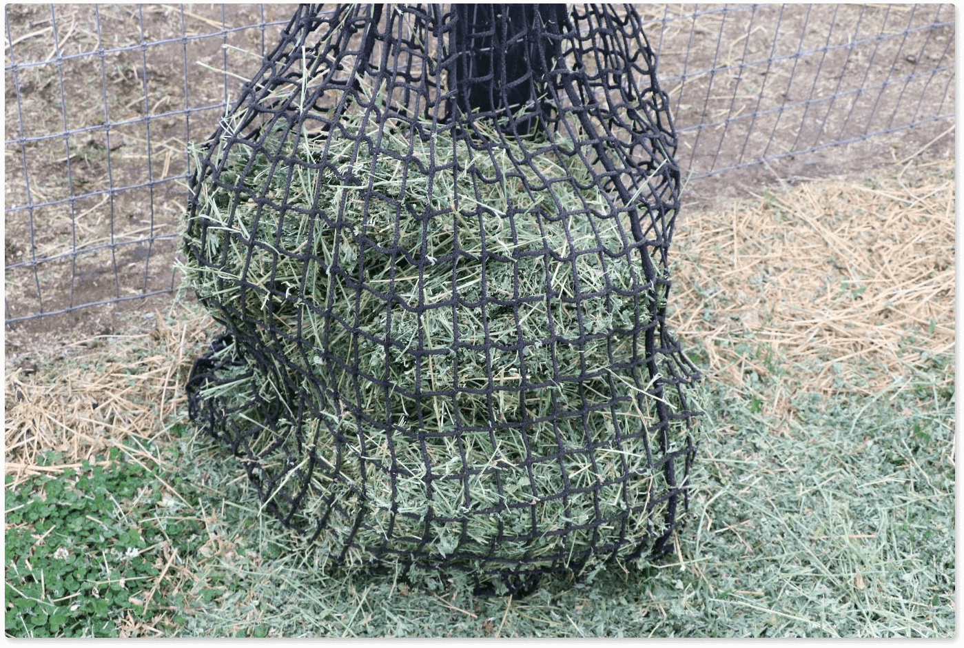 Feeding To Maintain Gut Health During Drought Conditions