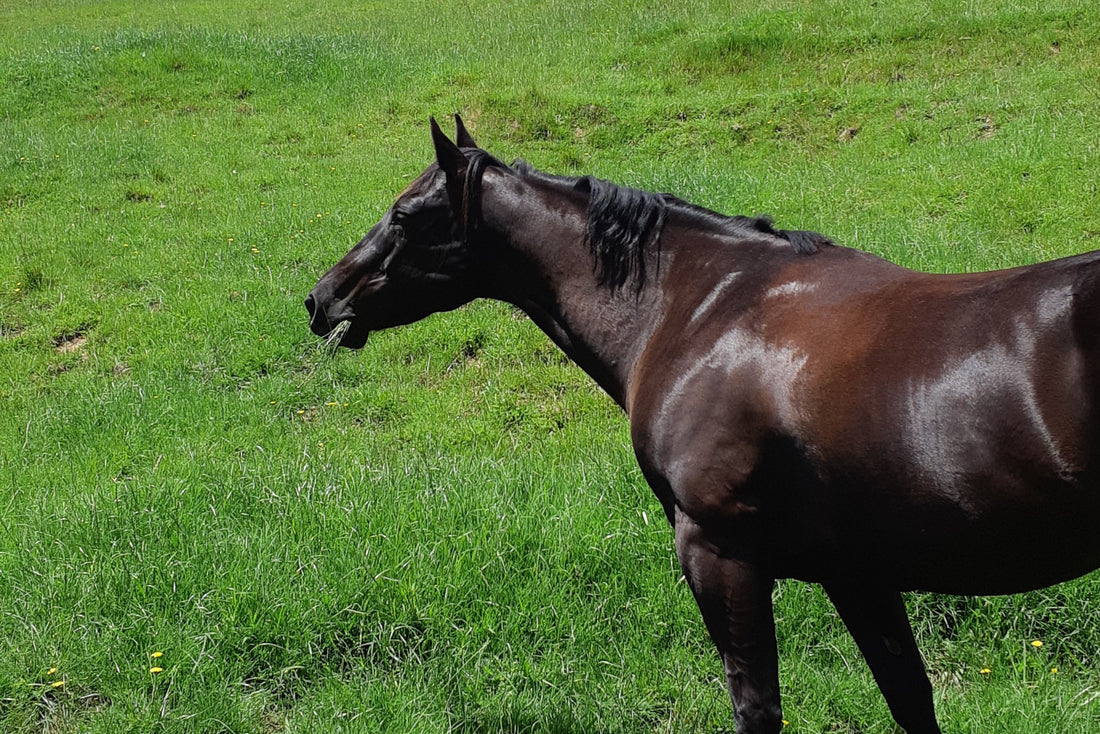 How to safely get your fat horse to lose weight
