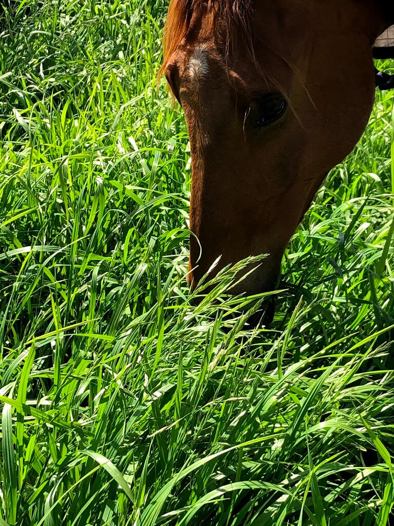 Does Digestive EQ provide enough calcium if my horse is grazing kikuyu?