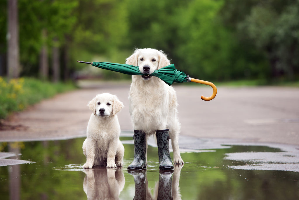 Are you and your pooch storm ready?