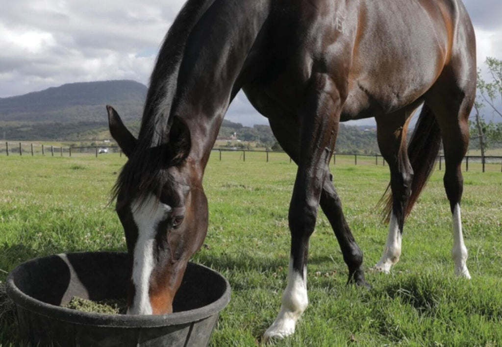 I think my horse has stomach ulcers – what do I need to know?