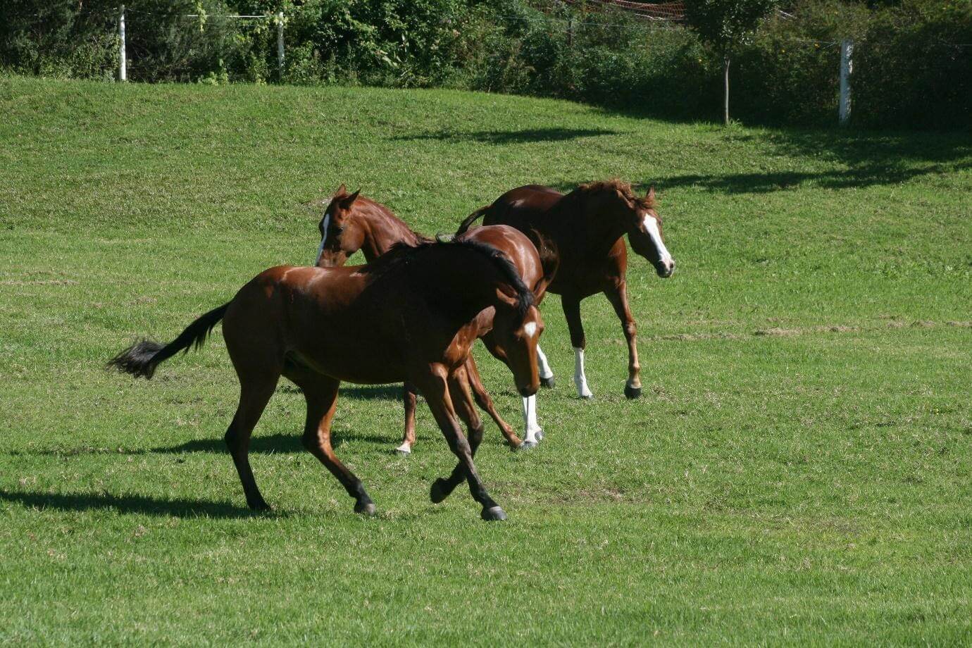 The Hindgut - The Engine Of Your Horse