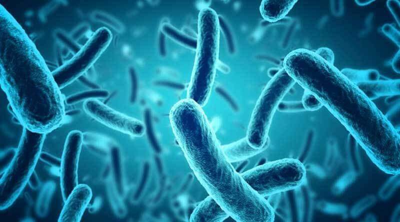 Horses Gut Health. What Is It & Why Is It So Important?