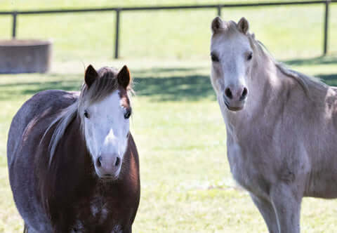 How to help your foal have good gut health