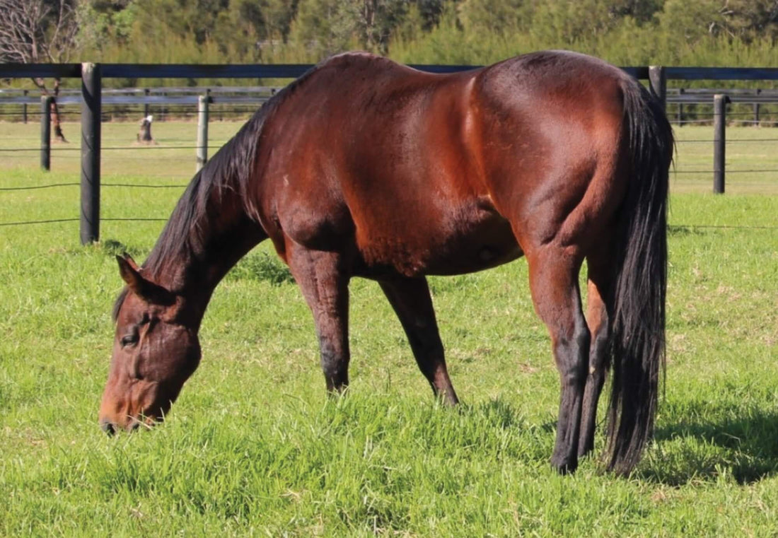 Act early to avoid your horse getting laminitis this Spring