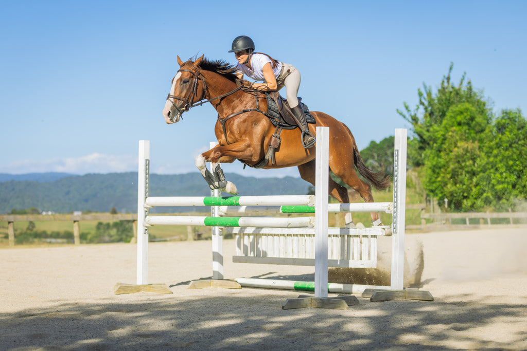 Competition-Ready Gut Support for Your Performance Horse