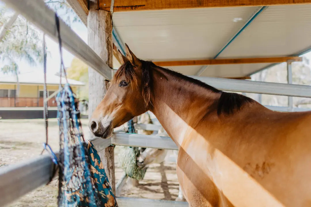 Domestic Horse Gut Health vs Wild Horses