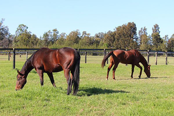 Gut health problems are the 2nd leading cause of death in horses