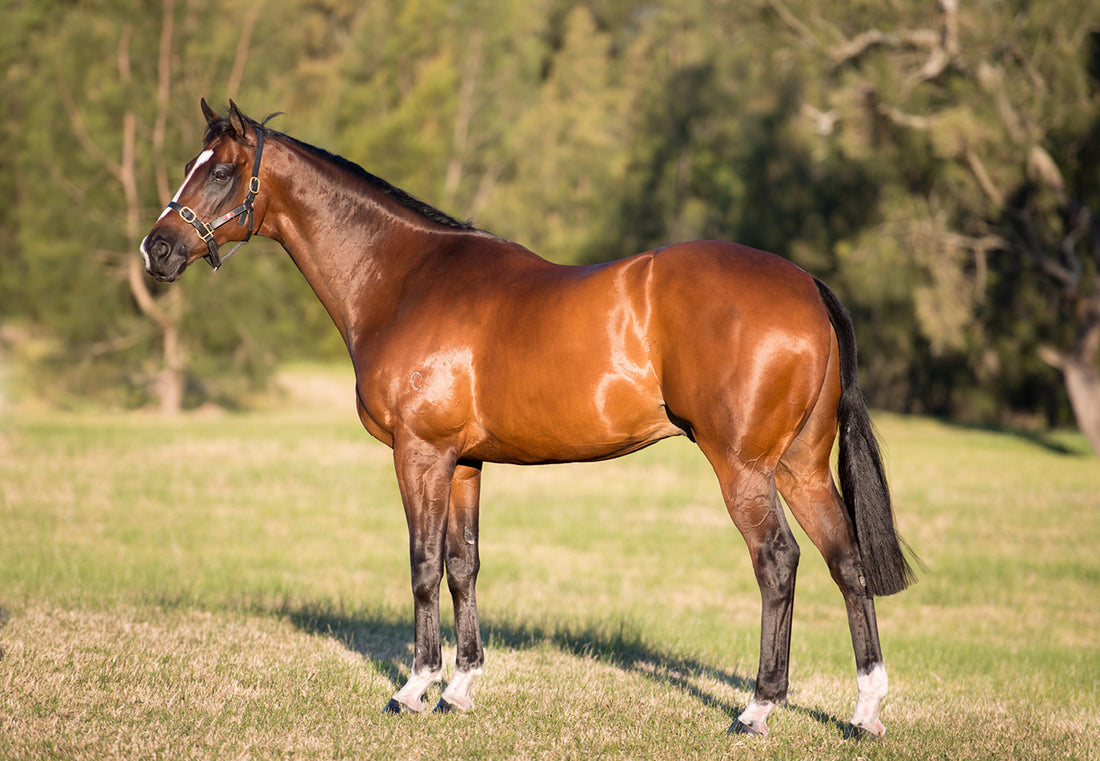 Does my horse have ulcers