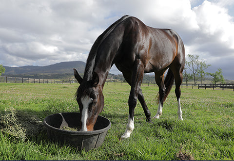 Avoid the top 3 winter problems for horse gut health