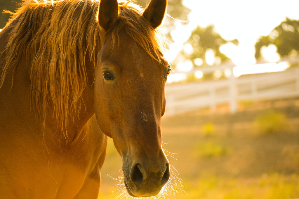 What is Insulin Dysregulation in Horses (and why does it matter)?