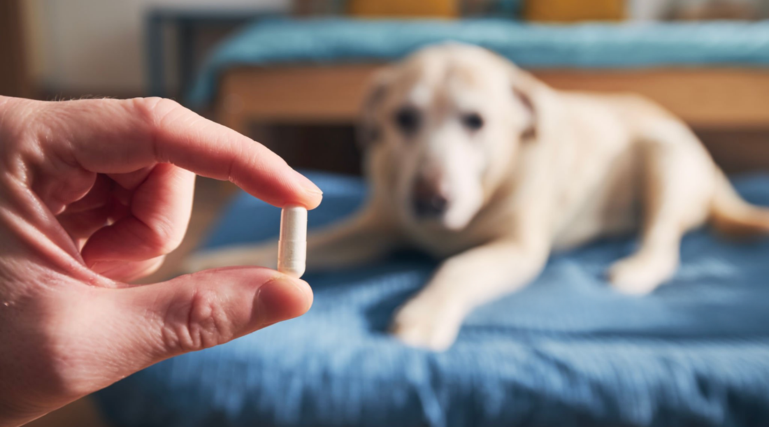 Why Feeding Your Dog Live Probiotics During Medication Could Be A Waste of Your Money