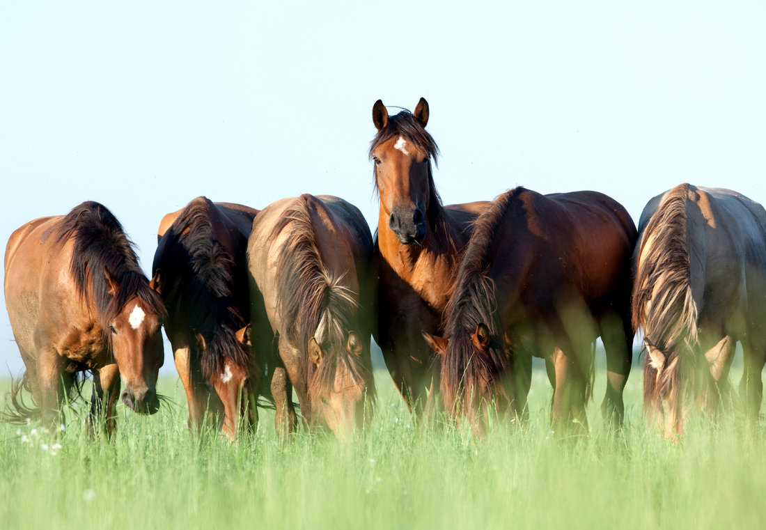 How to feed to prevent Colic