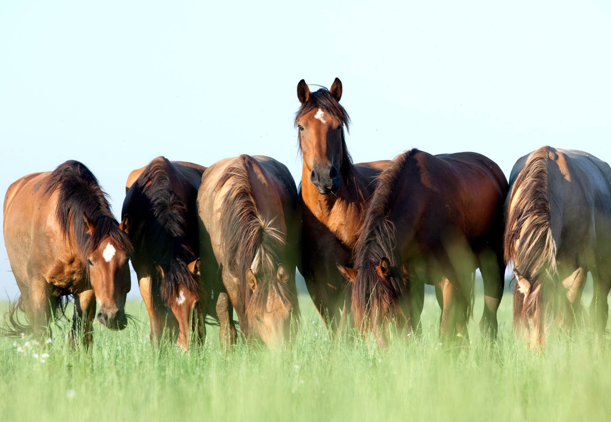 How to feed to prevent Colic
