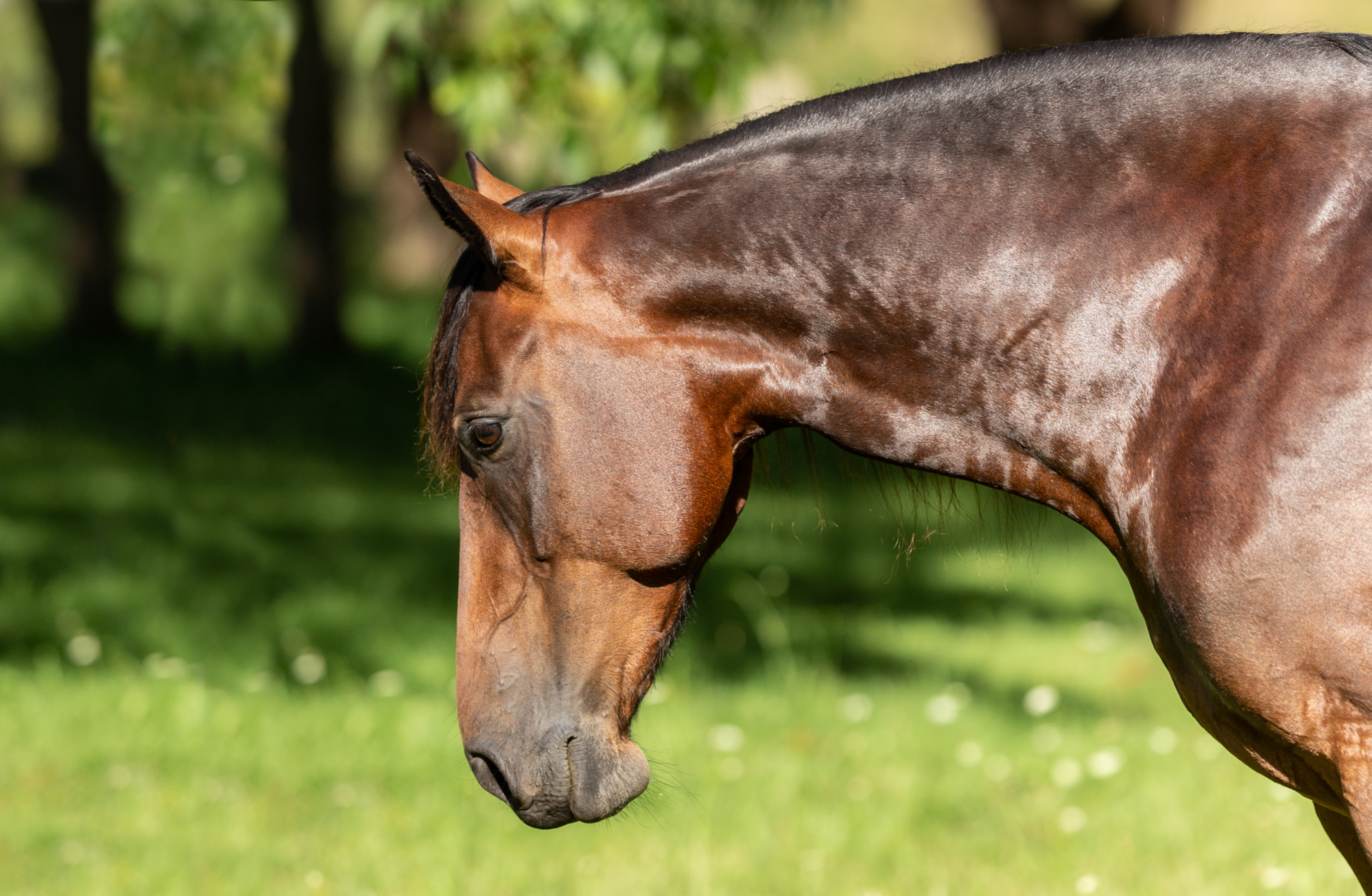 Feeding your horse for recovery after floods and natural disasters
