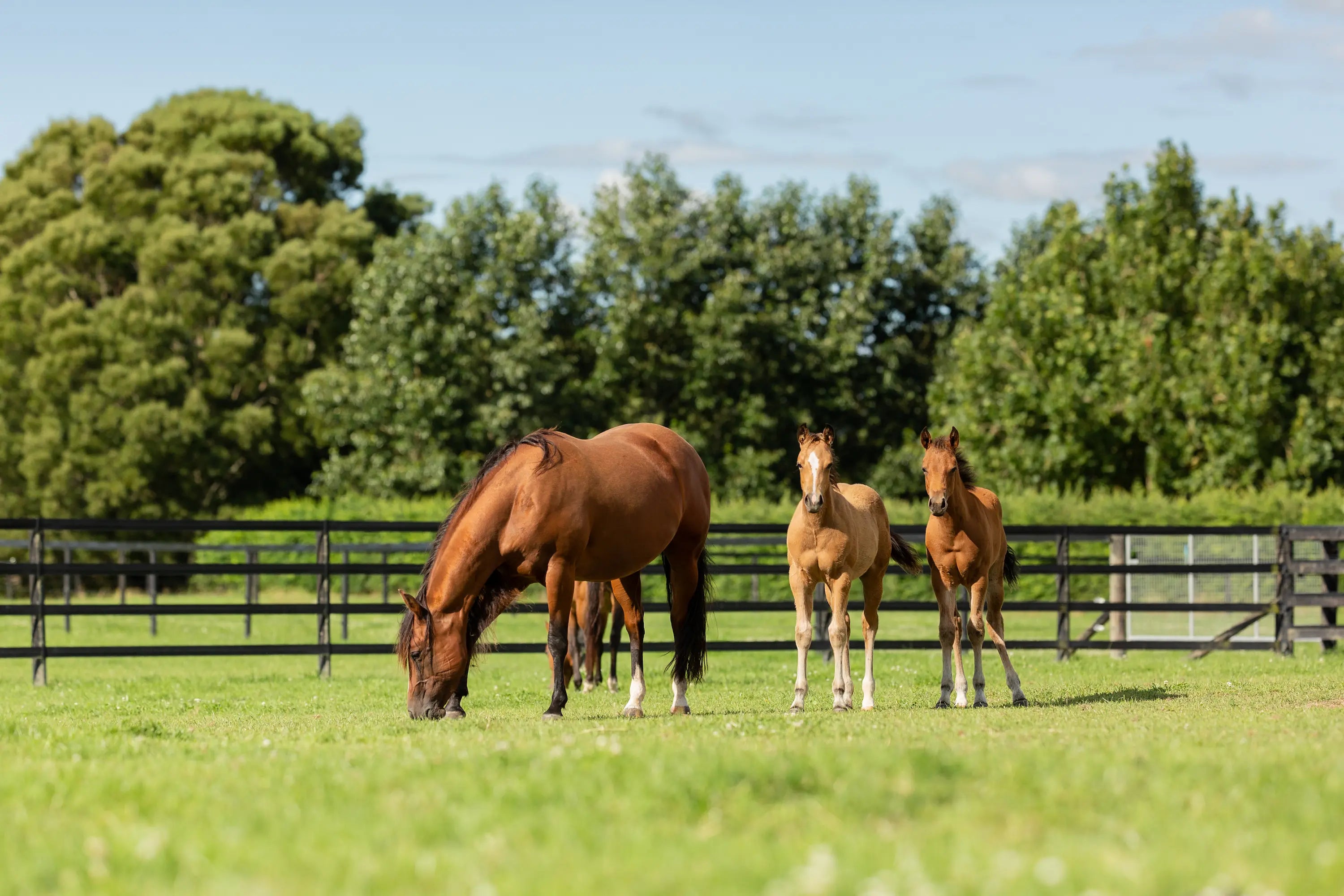 Are We Overfeeding Our Horses?