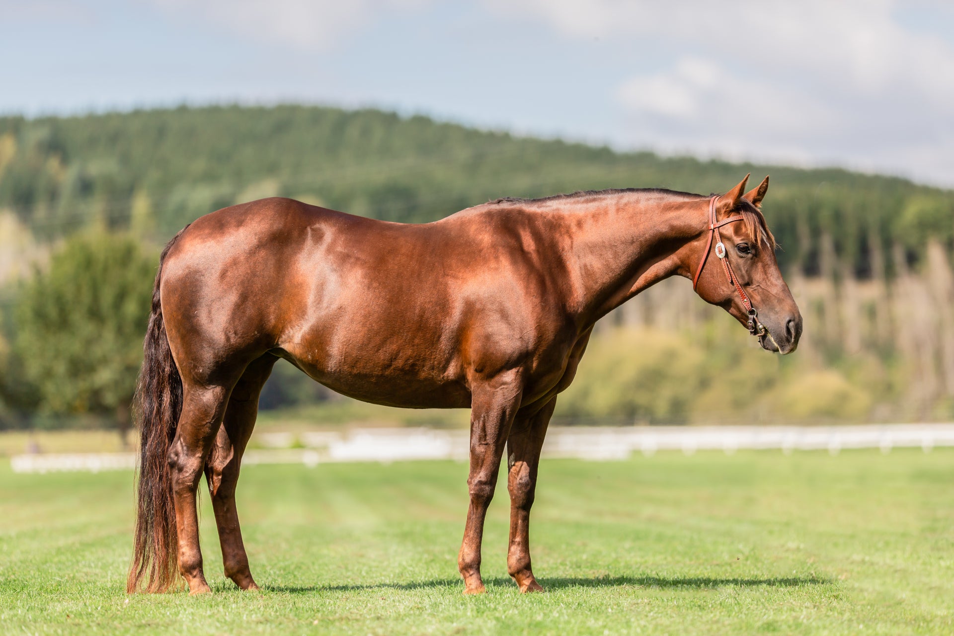 Help - my horse is Grass affected!