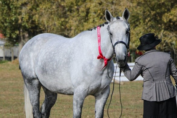 8 tips to reduce your horse's feed bill