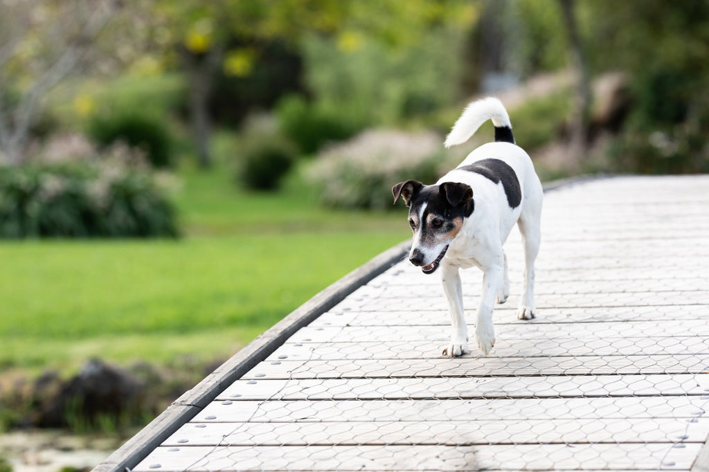 The Intricate Connection: How Stress Impacts Your Dog's Gut Health