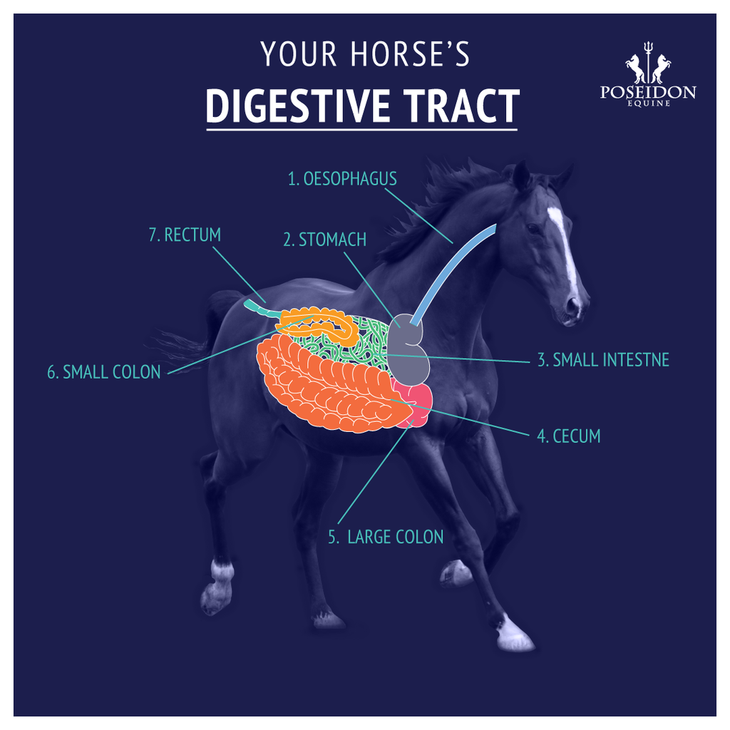 Horse Gut Health Education Series