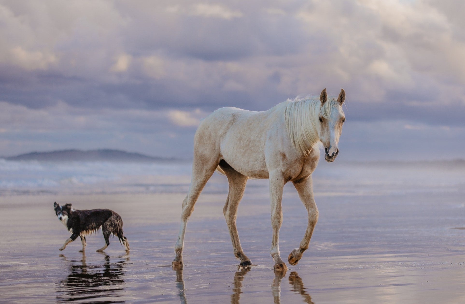 Poseidon Equine & Poseidon Canine are now Poseidon Animal Health