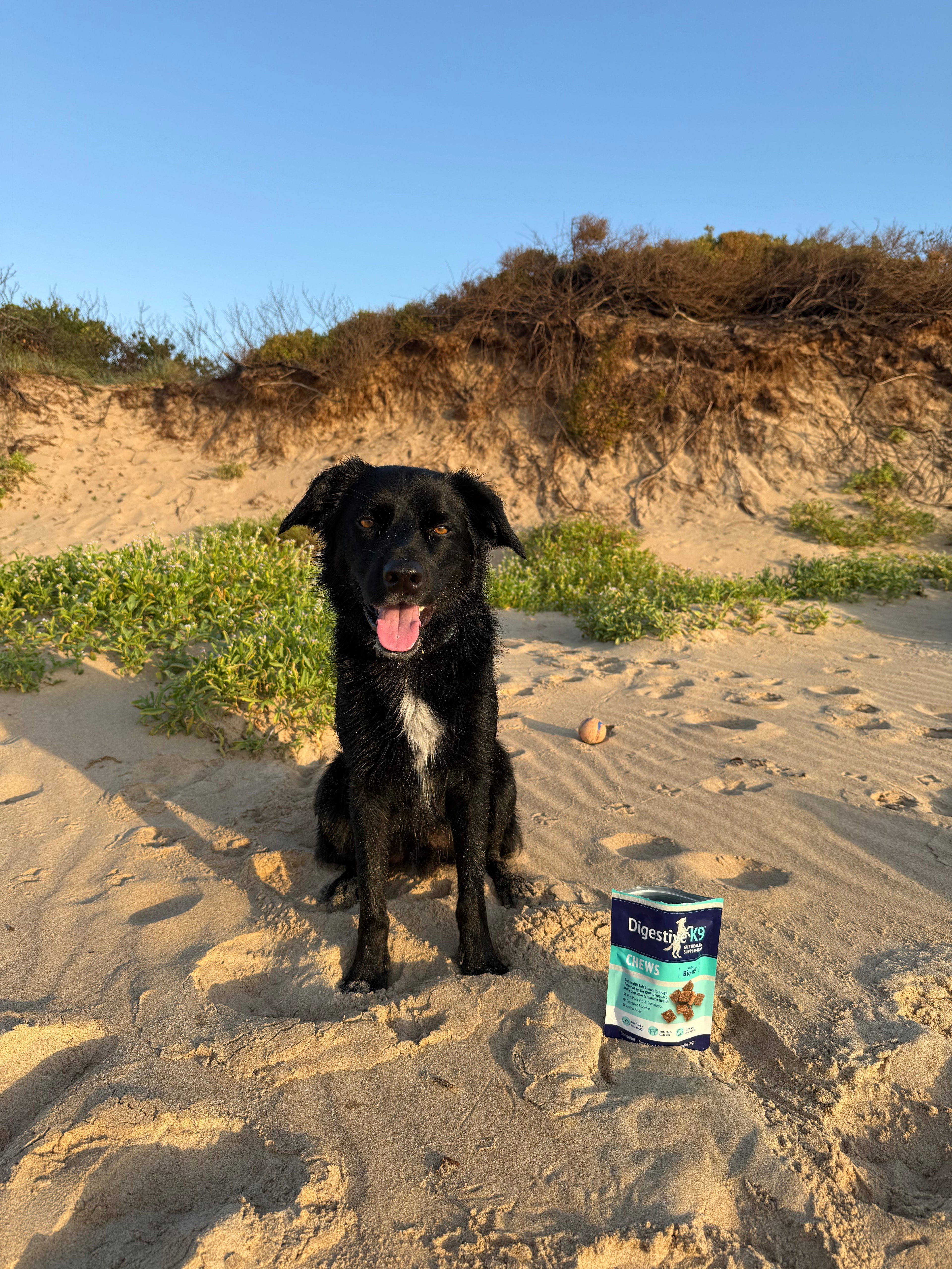 Digger's Recovery Story: Why gut health is so important for your furry friend