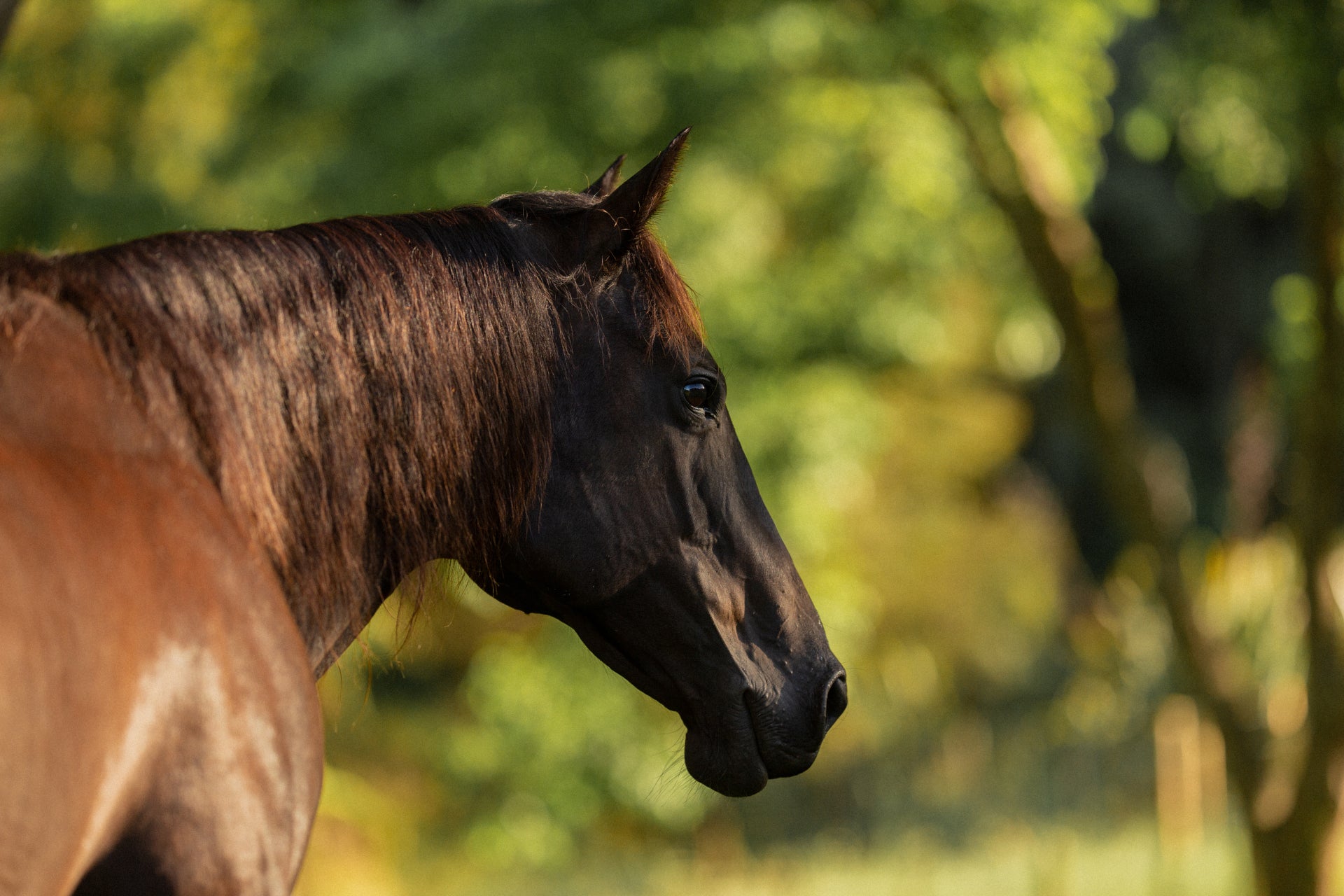 Why isn’t Zeolite used as a binder in Poseidon Animal Health Products?