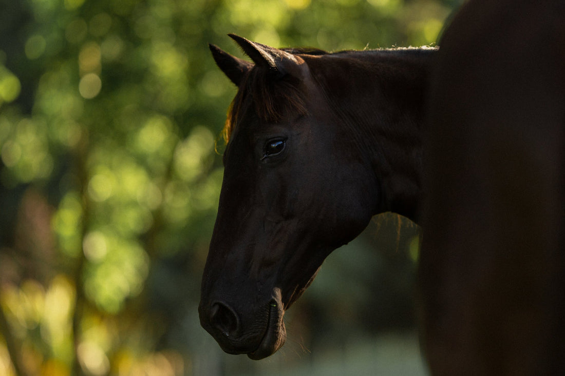 5 Warning Signs Your Horse May Be in Pain - And how to Help