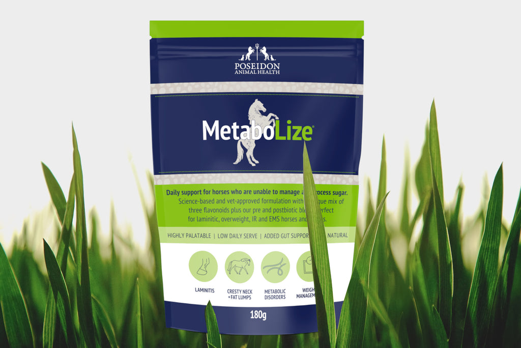 Why MetaboLize® is Getting Vets Excited?