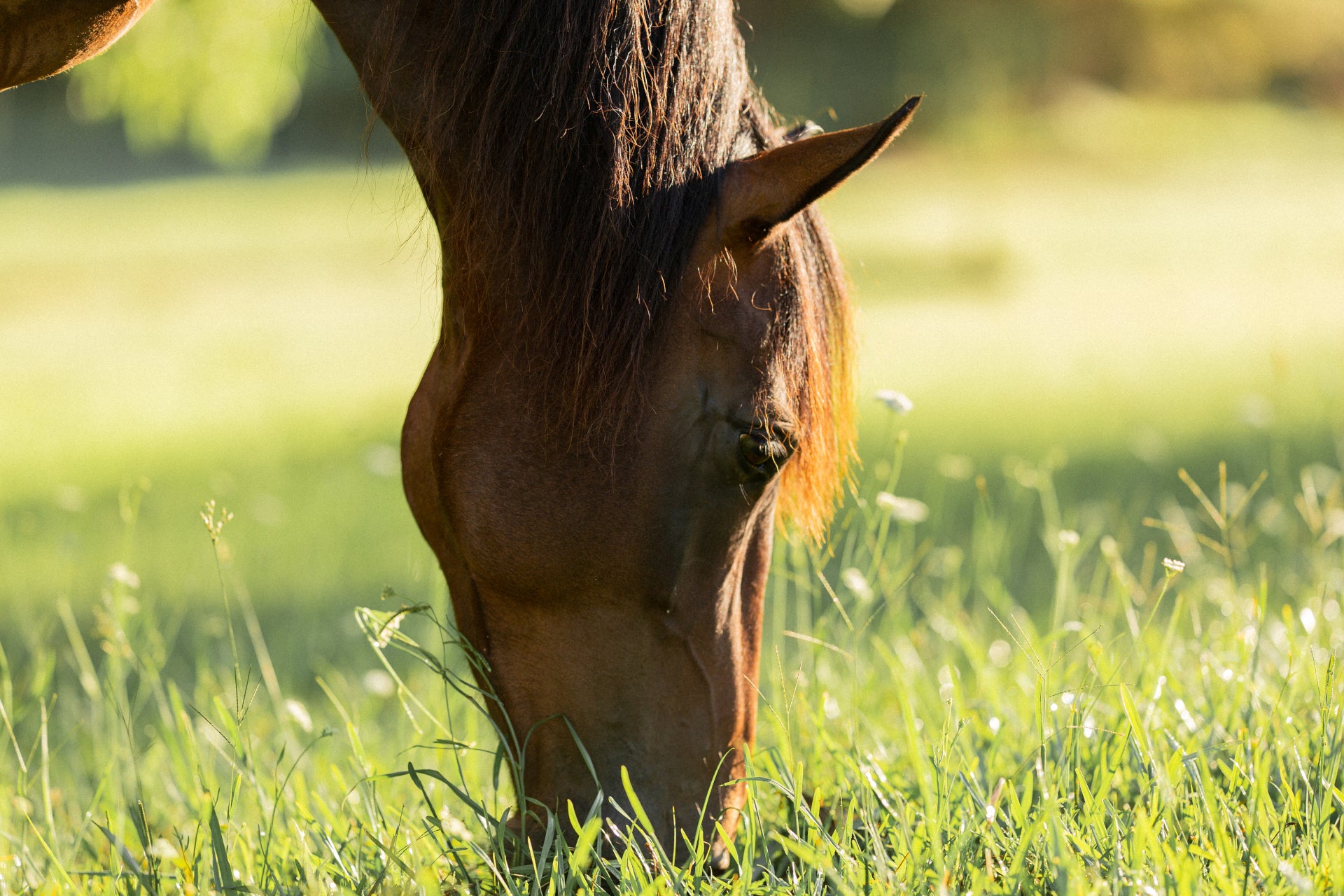 Why choose EquiBind toxin binder to combat mycotoxins?