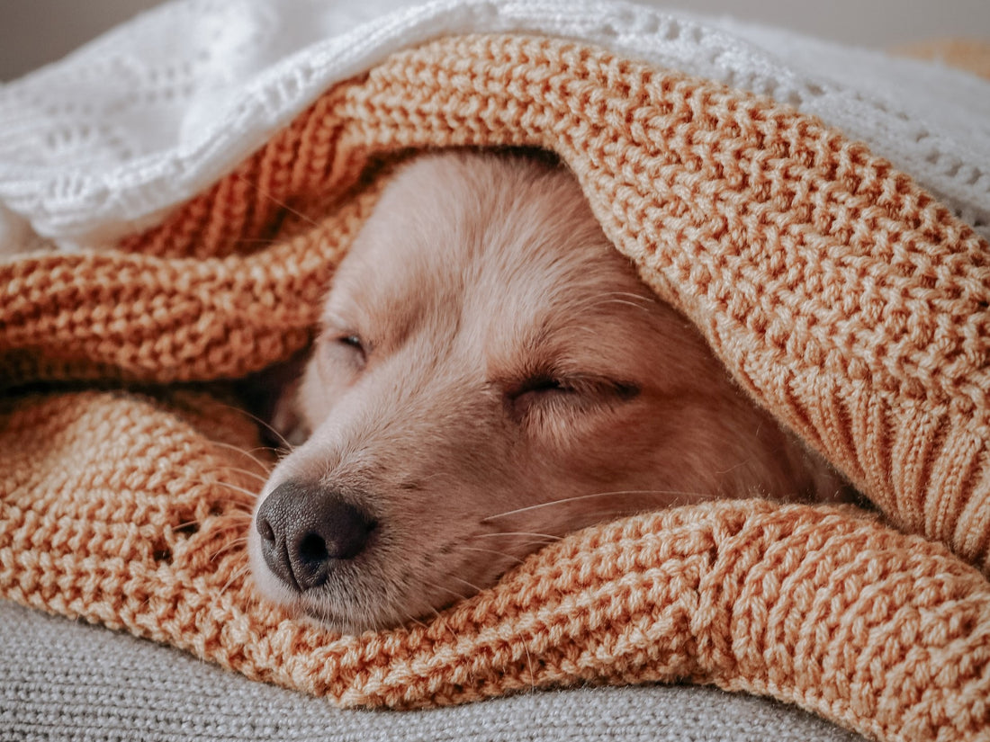 Could my dog’s anxiety be linked to gut health?