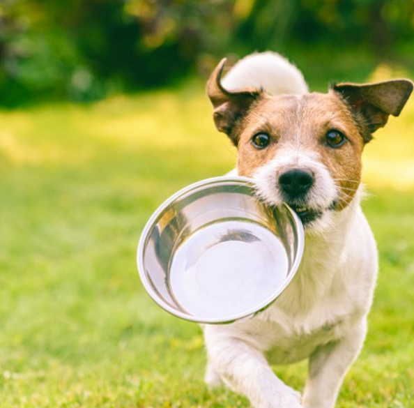 Why Good Gut Health for Dogs is Important