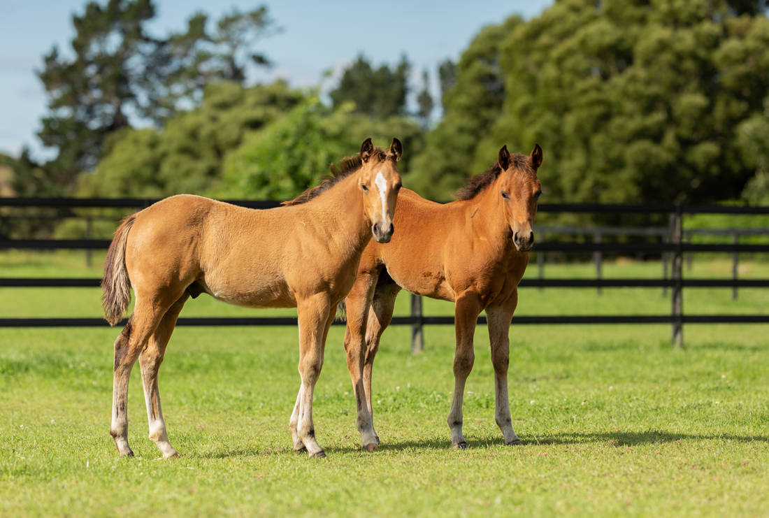 Equine supplements, backed by the power of scientific research