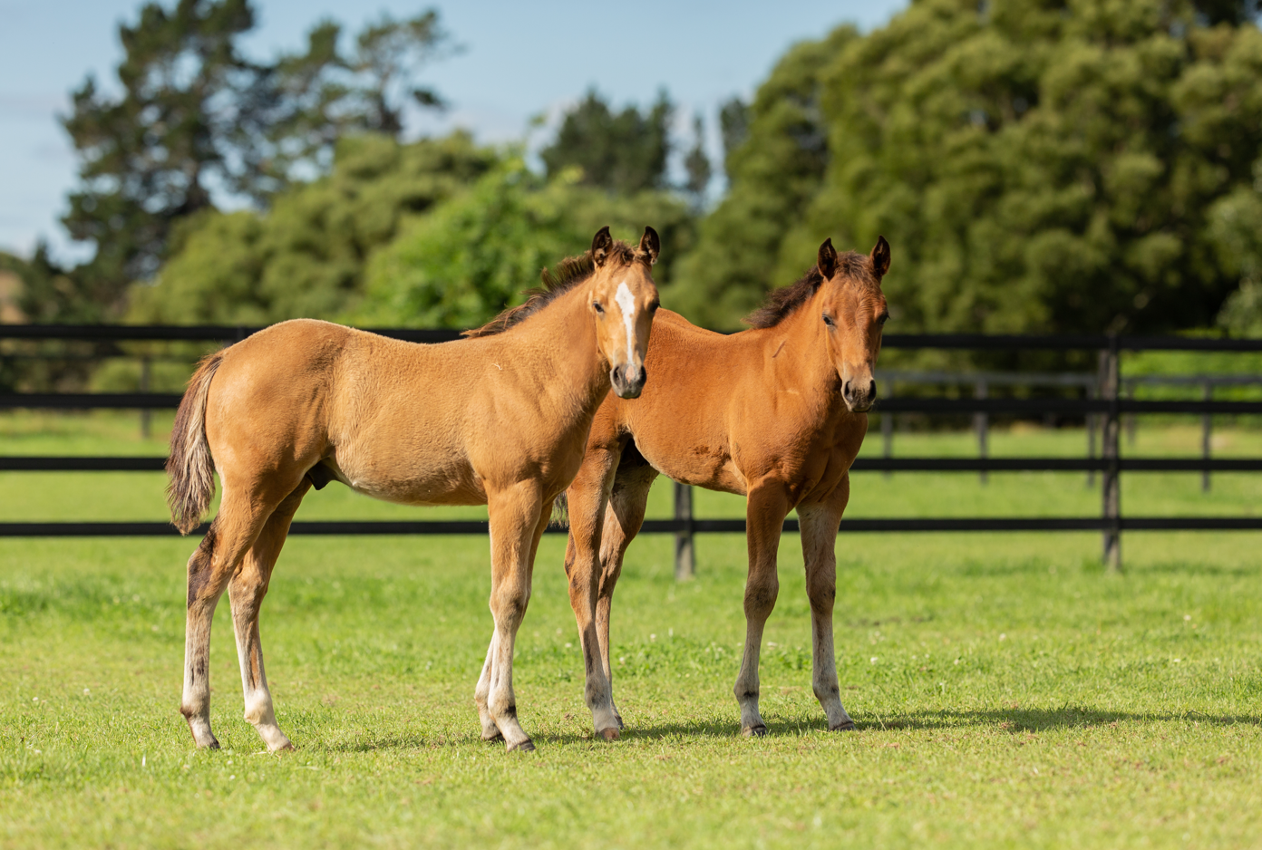 Equine supplements, backed by the power of scientific research