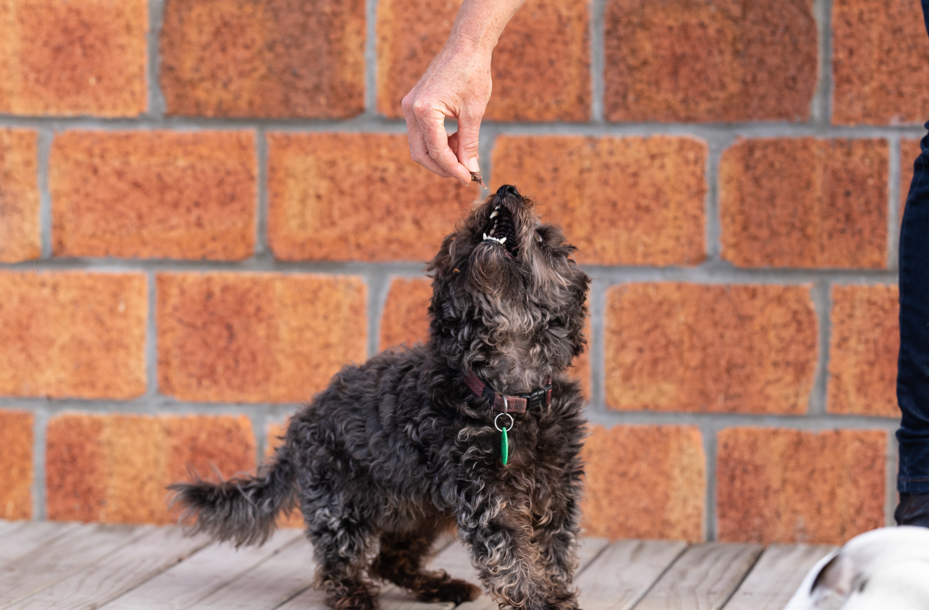 The Hidden Dangers of Easter for Your Canine Companions